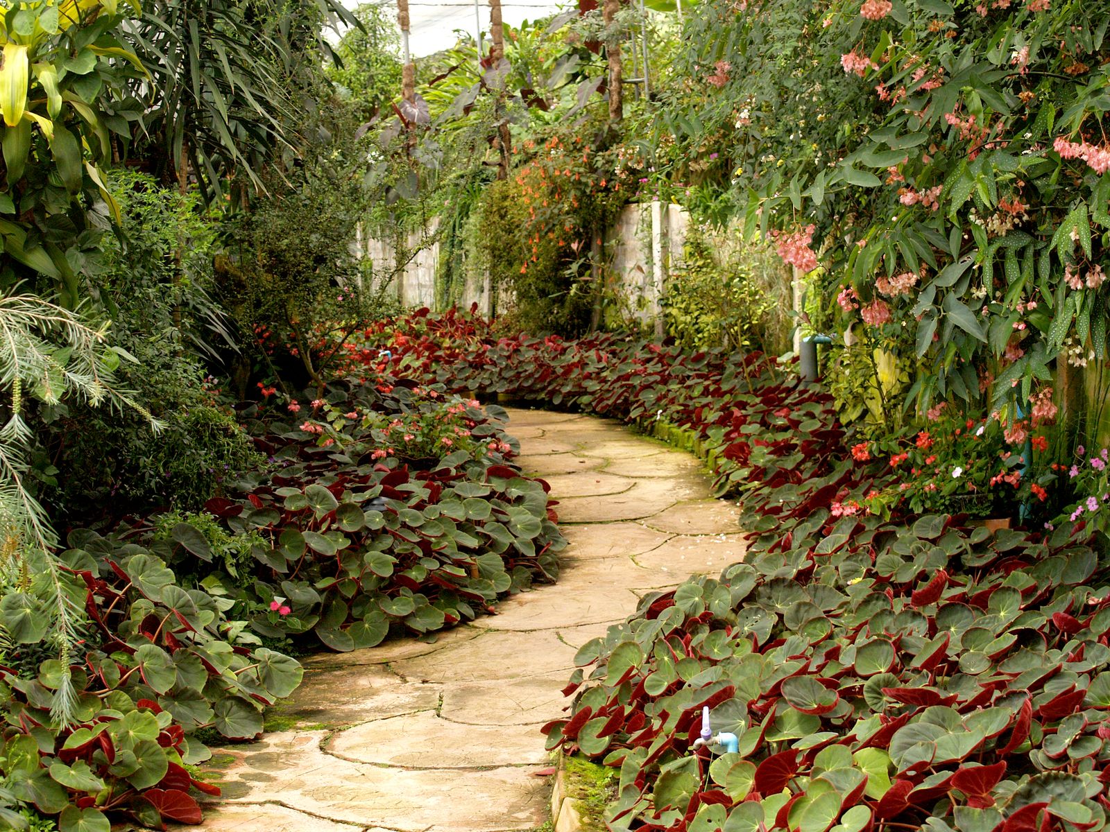 Vialetto in pietra tra le piante